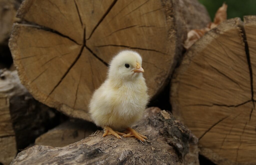 village, birds, chickens-752866.jpg